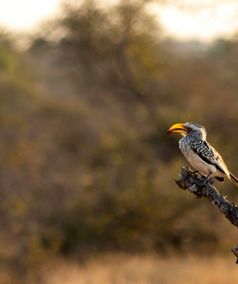 Bijzondere vogels Kruger NP